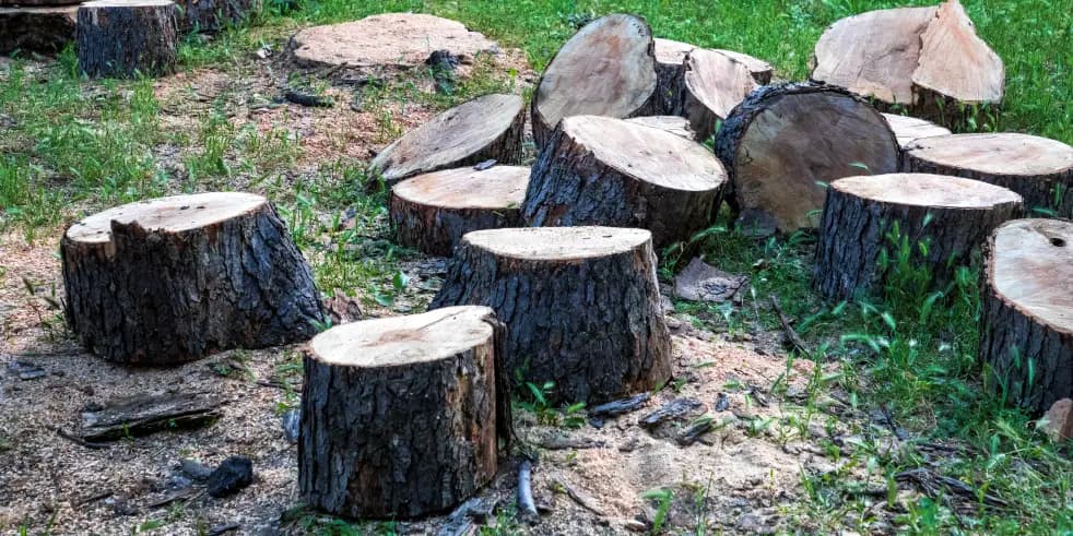 How to remove a tree stump